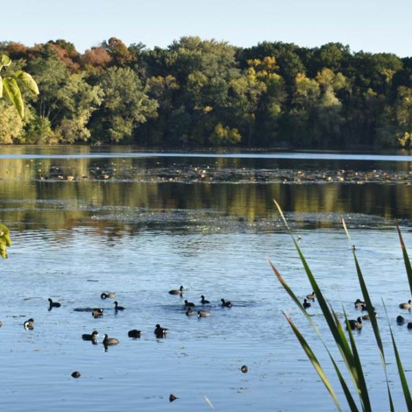 Elizabeth H. Winston, Ph.D.